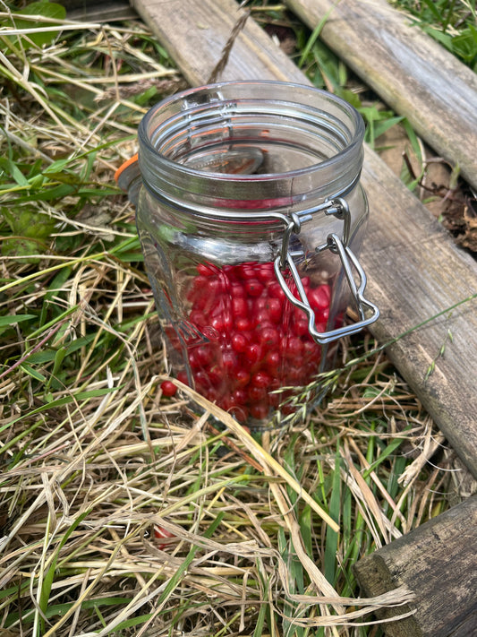 The Medicinal Marvels of Redcurrants: Nature's Tiny Powerhouses