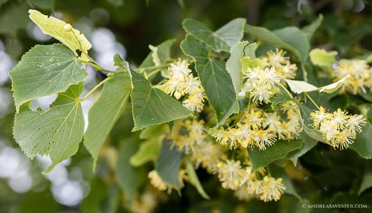 Discovering the Health Benefits of Linden Tea: Nature’s Anti-Inflammatory Elixir