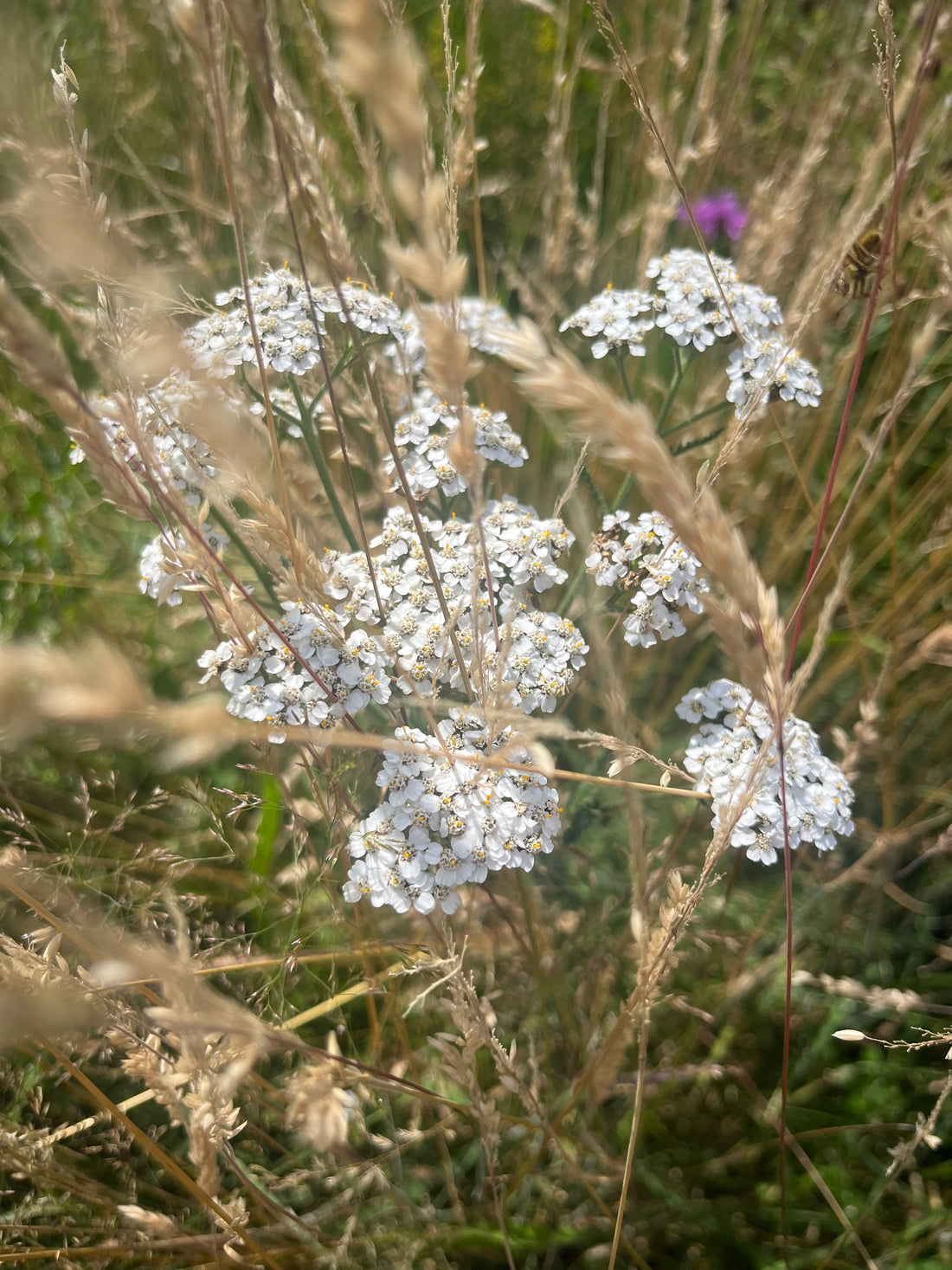 The Healing Power of Yarrow: An Ancient Herb for Modern Times