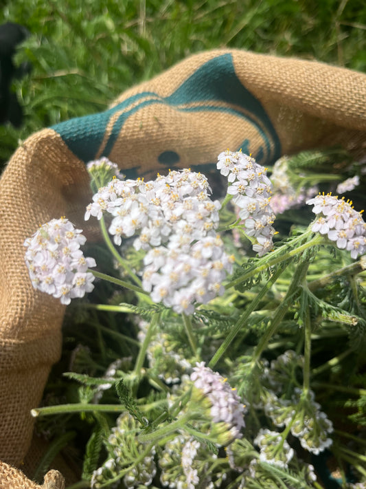 Yarrow: Its Astrology Associations, Magical Uses, and Folk History